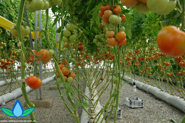 آبیاری قطره ای گوجه فرنگی گلخانه