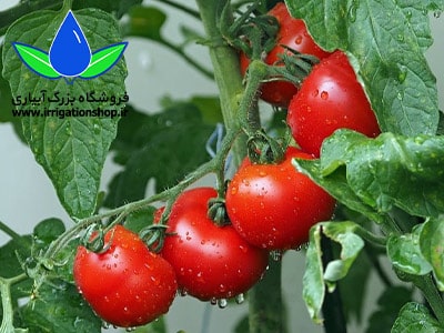 راهنمای کشت گوجه‌فرنگی در گلخانه